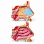 Nasal Cavity and Pharynx